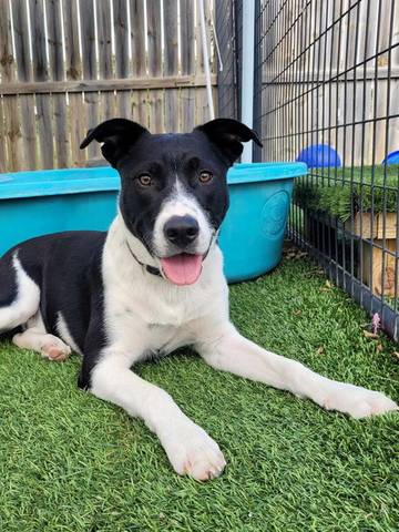 Tripp, adopted