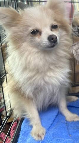 Shirley, adopted