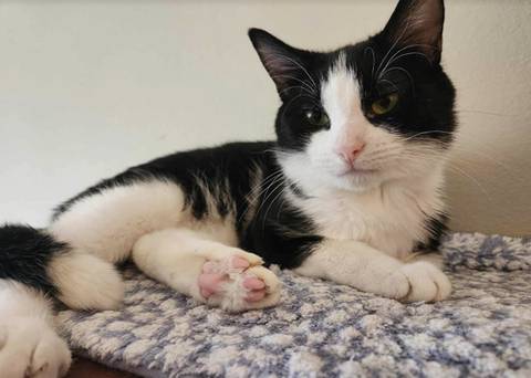 Kale, adopted