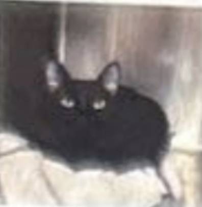 Jack, adopted