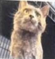 Davie, adopted