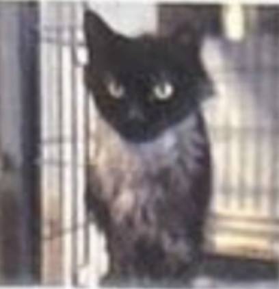 Quill, adopted