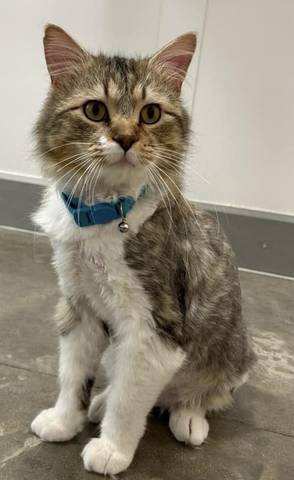 Dylan, adopted