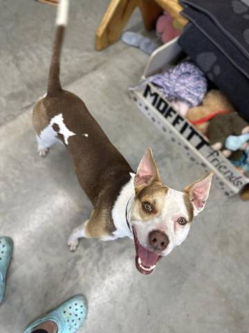 Benny Pancake, adopted
