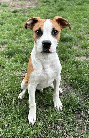 Arlo, adopted