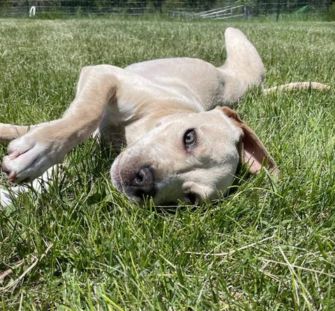Layla, adopted