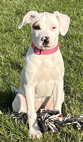Zoey, adopted