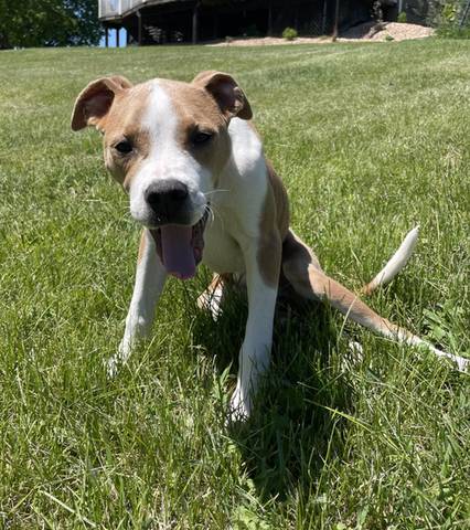 Lenny, adopted