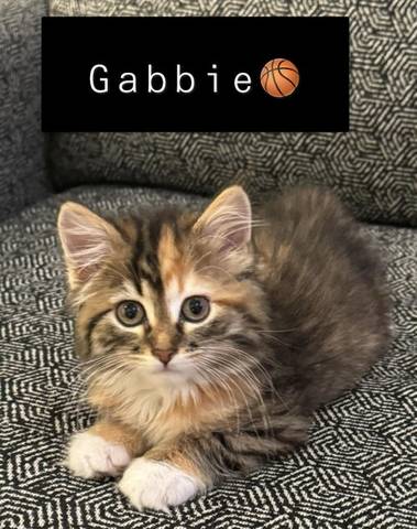 Gabbie, adopted