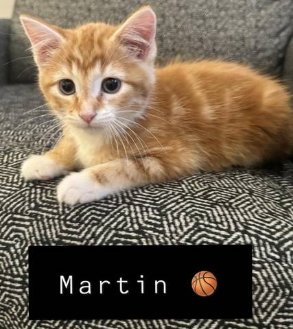 Martin, adopted