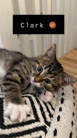 Clark, adopted