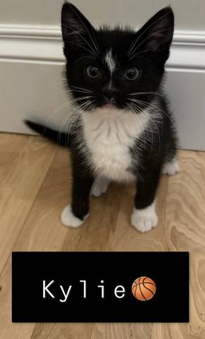 Kylie, adopted