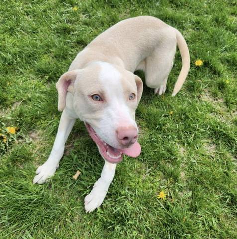Sandy, adopted
