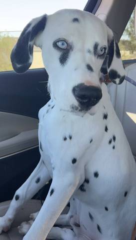 Marshall, adopted