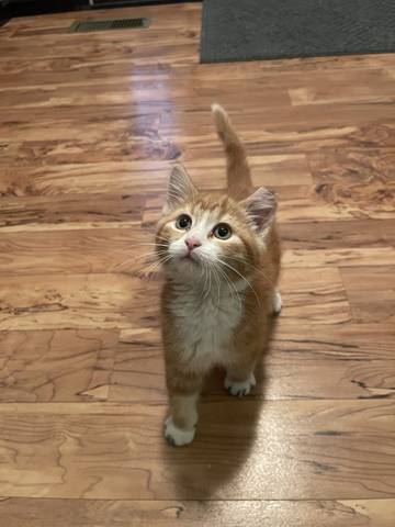 Randy, adopted