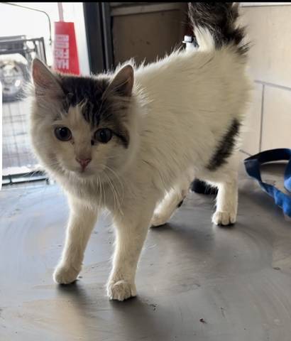 Estelle, adopted