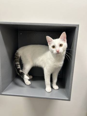 Lightening McQueen, adopted