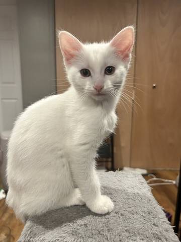 Minny, adopted