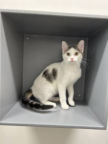 Sally, adopted