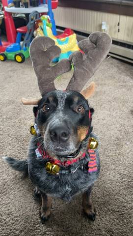 Vixen, adopted