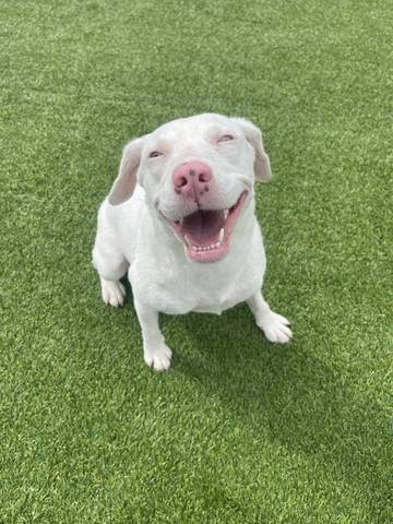 Cotton, adopted