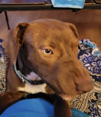 Toby, adopted
