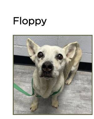 Floppy, adopted