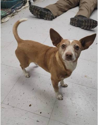 Willie, adopted