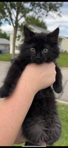 Neptune, adopted