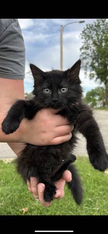 Jupiter, adopted
