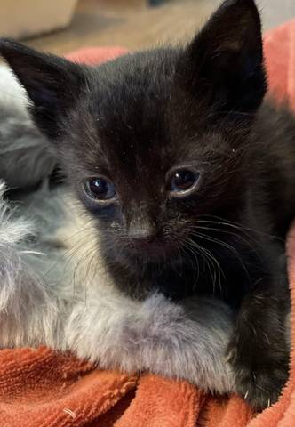 Lemmy, adopted