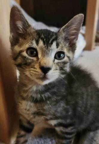 Stevey, adopted