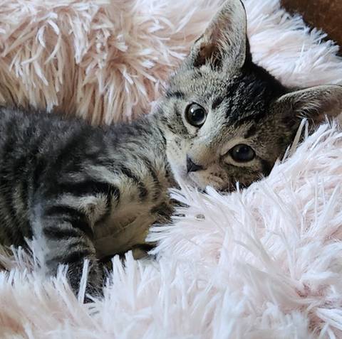 Harvey, adopted
