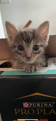 Murphy, adopted