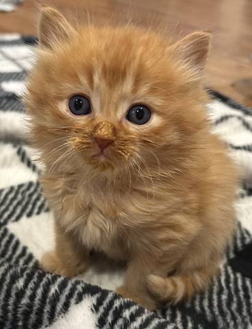 Morgan, adopted