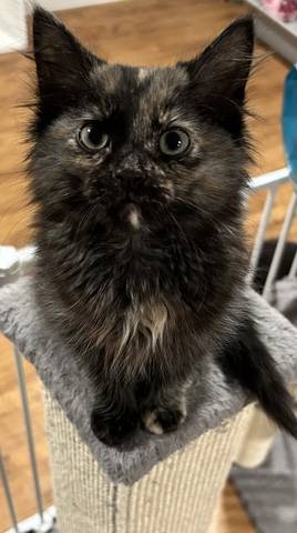 Harper, adopted
