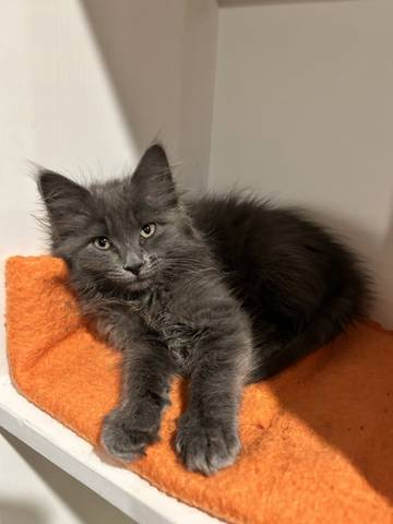 Hazel, adopted