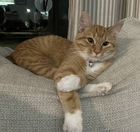 Ginger, adopted