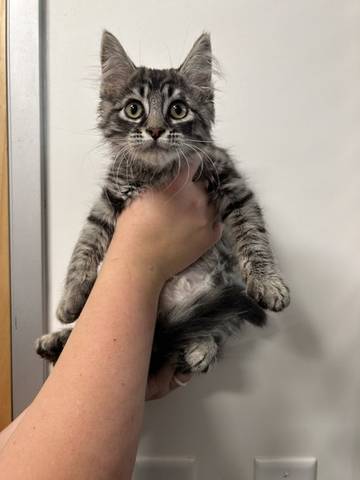 Houston, adopted