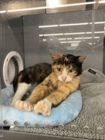 Rue, adopted