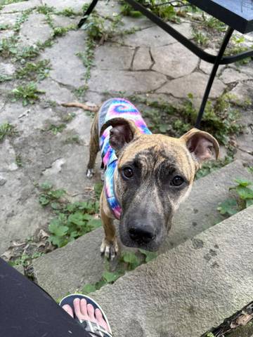 Keila, adopted