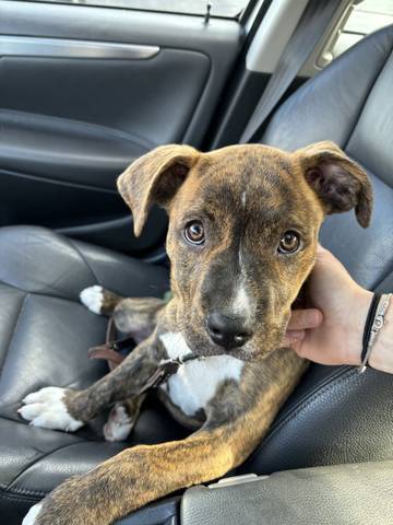 Brea, adopted