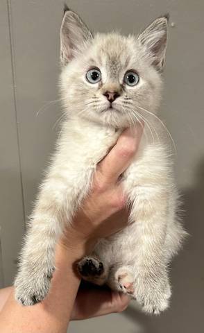 Jolene, adopted