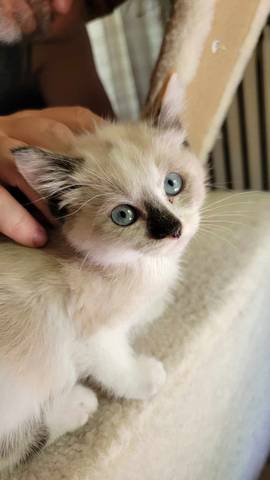 Dolly, adopted
