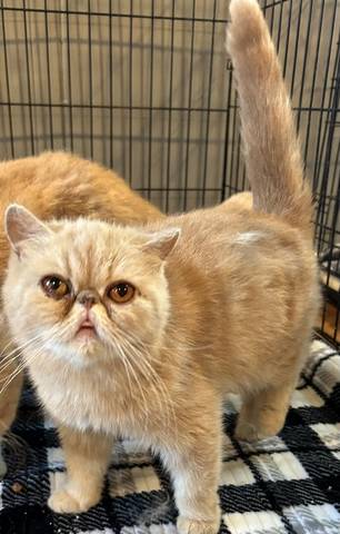 Hermione, adopted