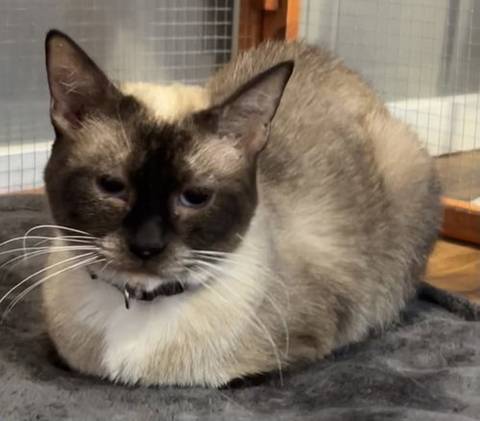 Bellatrix, adopted
