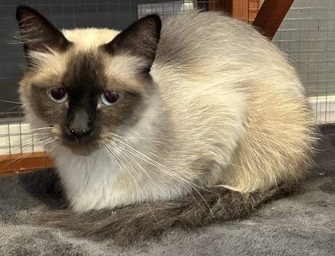 Ginny, adopted