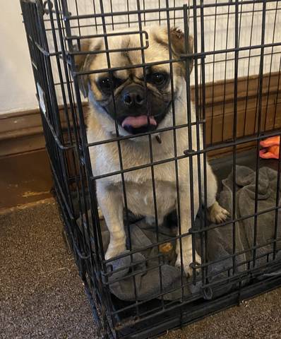 Ghost, adopted