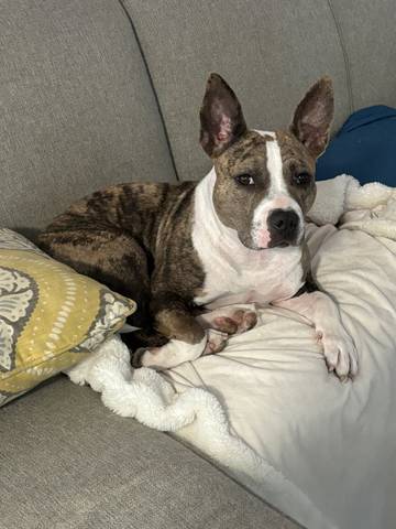 Rapunzel, adopted