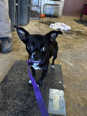 Snips, adopted